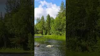 Soothing * Music  Forest Birds with Frogs and Distant River