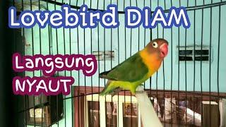 Lovebird Ngekek Panjang Pancing Emosi Lawan  Lakbet diam pun ikut BUNYI