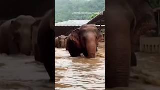 Animal sanctuary struggles to save elephants after flash floods in #Thailand