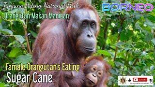 Famale Orangutans Eating Sugar Cane  @orangutanhouseboattour6258