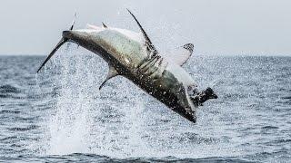 Flying Shark Great White Breaches Off South Africas Coast