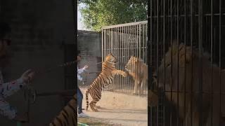 Bengal Tiger Wants to Fight with Big Lion  Nouman Hassan 
