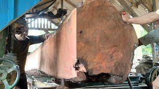 proses yg luar biasa menggergaji kayu mahoni raksasa bahan baku papan di sawmill.indonesian Mahogany