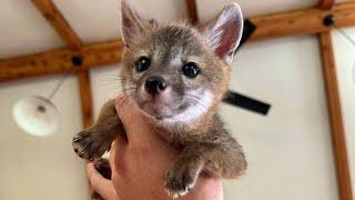 How to Rescue Baby Foxes