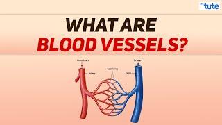 What are Blood vessels?  Blood Circulation in Human being  Biology  Letstute