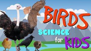 Birds  Science for Kids