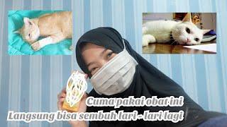 Cara Mengobati Kucing Sakit Lemas