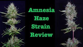 Amnesia Haze Strain Review