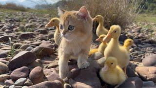The kitten took a group of ducklings to travel outdoors and finally the ducks got tired of running