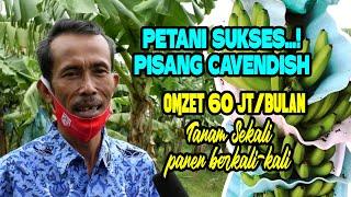 BUDIDAYA PISANG CAVENDISH MODERN WAWANCARA PETANI SUKSES OMZET 60 JUTA PERBULAN