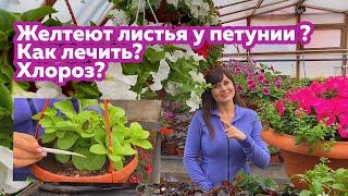 Желтеют листья у петунии ? Как лечить? Хлороз?