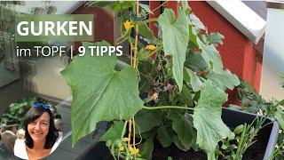 Gurken im TopfBalkon Hochbeet anbauen - die wichtigsten Tipps von der Aussaat bis zur Ernte