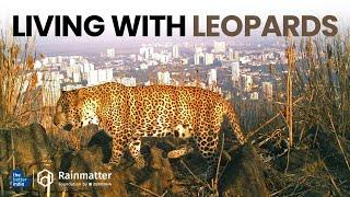 Living with Leopards @RainmatterFoundation  #wildlife  #environment  #leopard