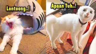 TAHAN TAWA. 5 Menit Video Kucing Lucu Banget Bikin Ngakak Sampe Sakit Perut  Kucing Lucu Tiktok