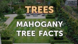 Mahogany Tree Facts