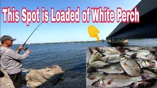 This Spot is Loaded of White Perch non stop bite #fishing July 14 2024