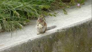 Écureuil de Corée - korean squirrel.MTS