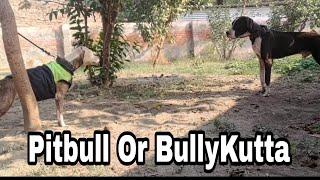 Pitbull Meet Bully kutta  Liza ko Sabhi Dogs Milaya #bullykutta #pitbull