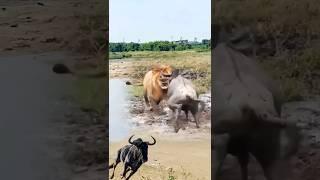 wildebeest tries to defend itself