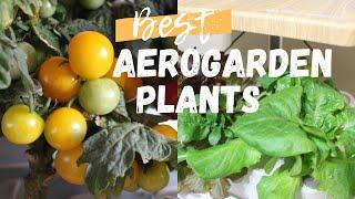 4 of the BEST Plants to Grow in an AeroGarden  Hydroponic Garden