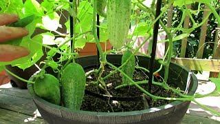 5+ Tips for Growing Cucumbers in Containers Epsom Salt Feeding Dusts Sprays & More