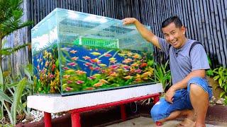 Tetra Fish Breeding at Home in an Easy Way using a 100-gallon Aquarium