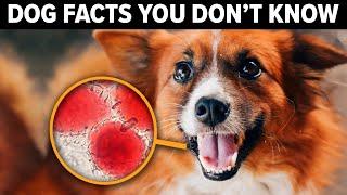 20 Fascinating Things You Never Knew About Dogs