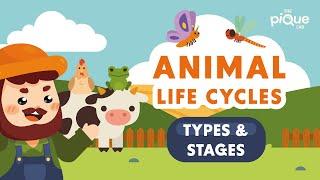 Animal Life Cycle Types and Stages  Primary School Science Animation