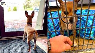 Shelter Dogs Get Returned - HeartBreaking Moments When Shelter Dogs Realize They Are Being Surrender