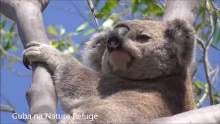 Young male koala