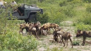 African Wild Dog Kill Wildebeest Calf Singita Sabi Sands GRAPHIC CONTENT