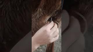 Urethrostomy in calf removal of catheter