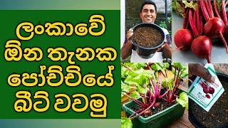 Beet cultivation in Sri Lanka Beet Growing at Home in Pots