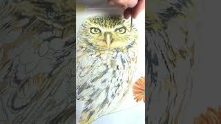 Owl Watercolor A to Z