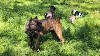 Cane Corso Disciplines Puppies Judiciously
