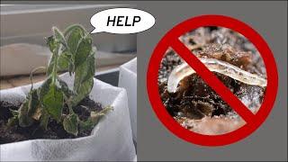 Fungus Gnat Larvae How to Spot Them Kill Them and Better Yet Prevent Them