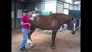 Sore Cranky or Lame Horse   April Love   Holistic Horse Works LLC