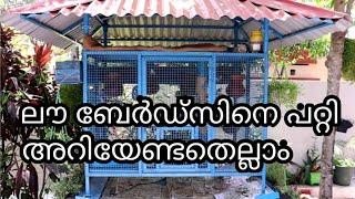 Love Birds Budgie tips malayalam