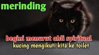 merinding ‼️ begini menurut ahli spiritual alasan kucing mengikuti kita ke kamar mandi  bikin shok