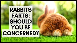 Rabbits Farts Should You Be Concerned?