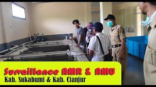 Survaillance AMR & AMU di Kab. Sukabumi dan Kab. Cianjur
