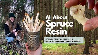 How to Harvest Spruce Resin for Natural Fire Starting Incense and Medicine  UK Winter Foraging