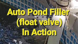 Automatic Pond Refiller Float Valve In Action