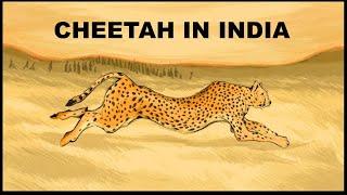 Cheetah Reintroduction in India