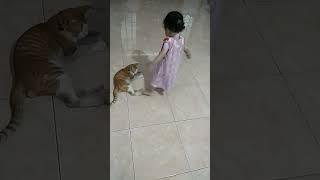 injak kaki kucing yang tidurapa kucingnya marah??  #viral #kucinglucu #cat #anak lucu