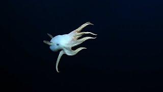 “Ghostly” Dumbo Octopus in the Deep Sea  Nautilus Live