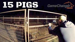 15 Pigs trapped in the Game Changer ST 4X4 Skid Trap  Wild Boar  Hog Trap  Pig Trap  Pocket Drag