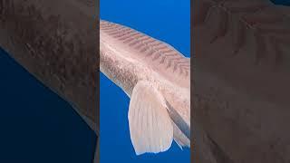 Shark sucker remora head close up