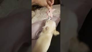 PUPPY LITTLE GROWLS AND DEATH SHAKE #sweetiepiepets #longhairedchihuahua #chihuahuapuppy #growls