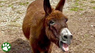 Shy Donkey With Strange Talent Shocks New Owner
